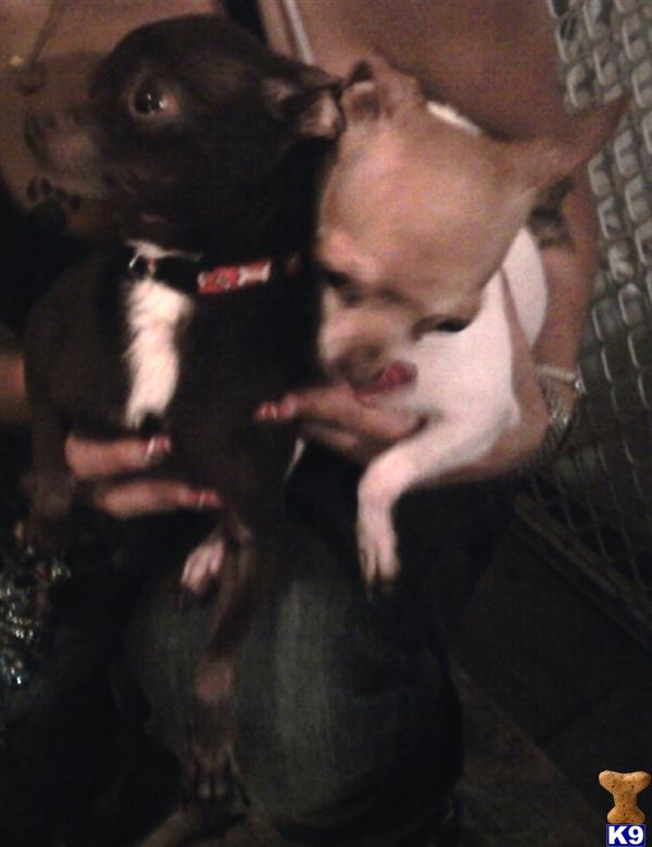 Dogs - Chihuahua