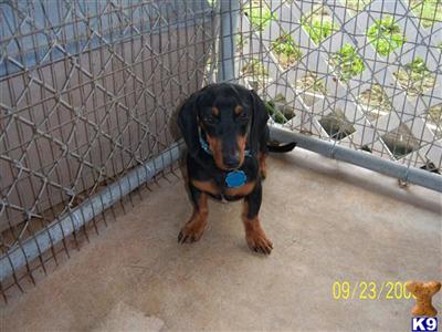 Dogs for Sale in TX