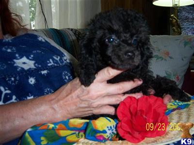 Poodle Puppies in TX