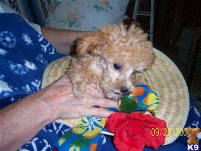 Poodle Puppies in TX