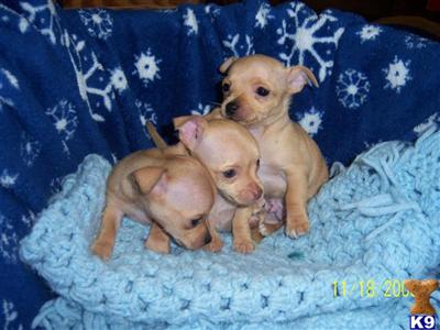 Chihuahua Puppies in TX