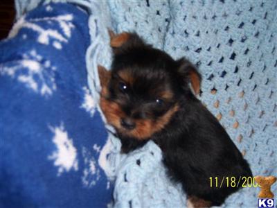 Yorkshire Terrier Puppies in TX