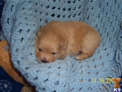 Pomeranian Puppies in TX