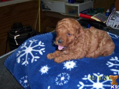 Poodle Puppies in TX