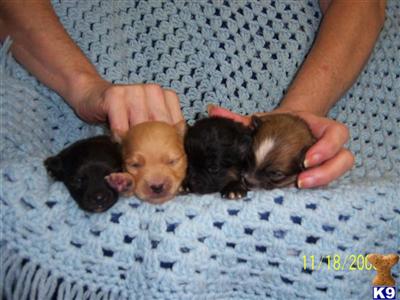 Pomeranian Puppies in TX