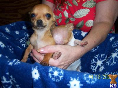 Chihuahua Puppies in TX