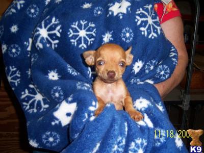 Chihuahua Puppies in TX