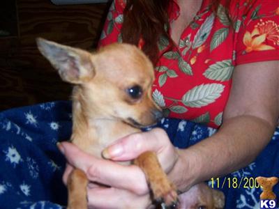 Chihuahua Puppies in TX