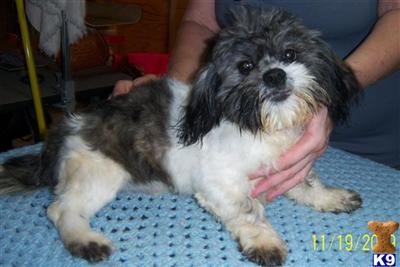 Shih Tzu Puppies in TX
