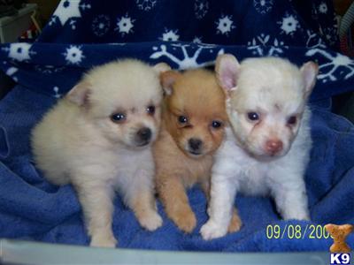 Pomeranian Puppies in TX
