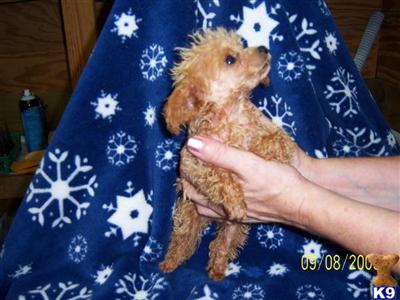 Poodle Puppies in TX