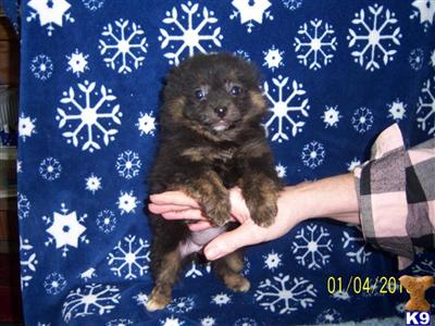 Poodle Puppies in TX