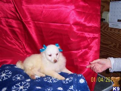 Pomeranian Puppies in TX