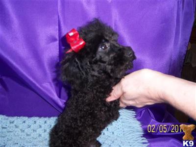 Poodle Puppies in TX