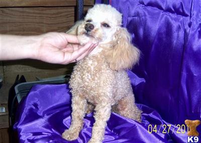 Dogs - Poodle