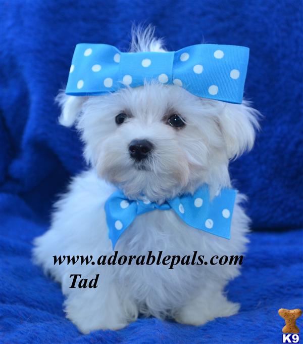 Puppies in AR