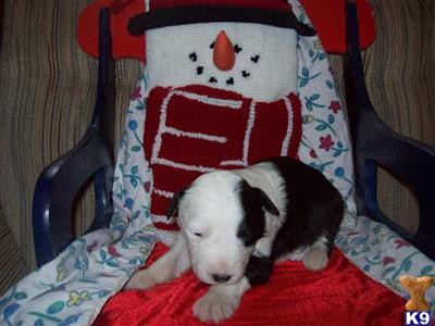 Old English Sheepdog Puppies for Sale