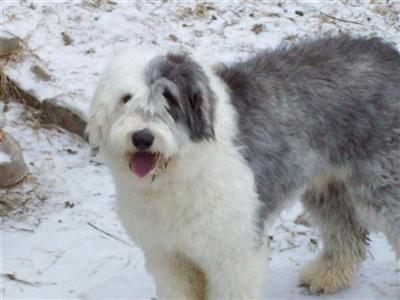 Old English Sheepdog Puppies for Sale