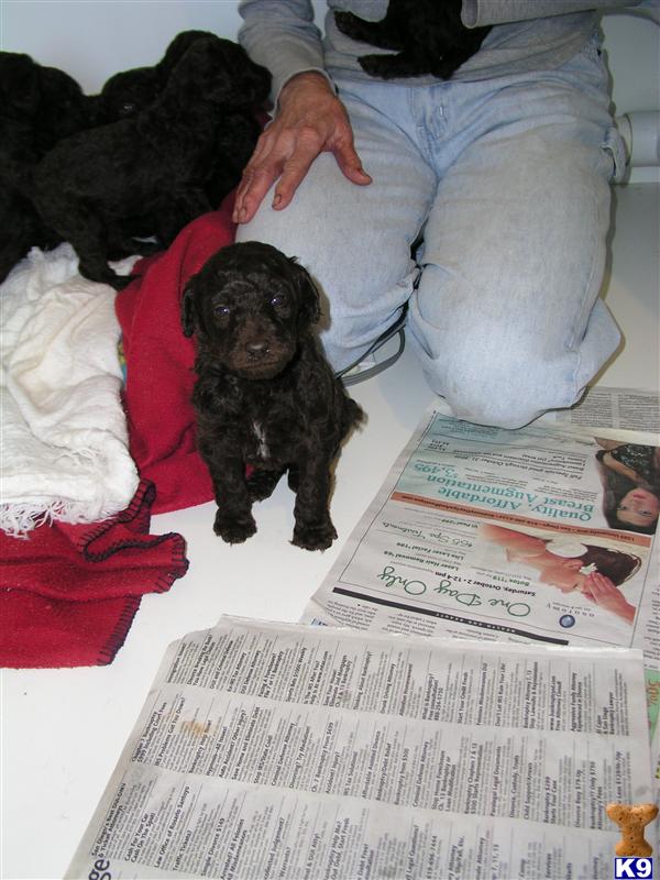 Stud Dogs - Poodle