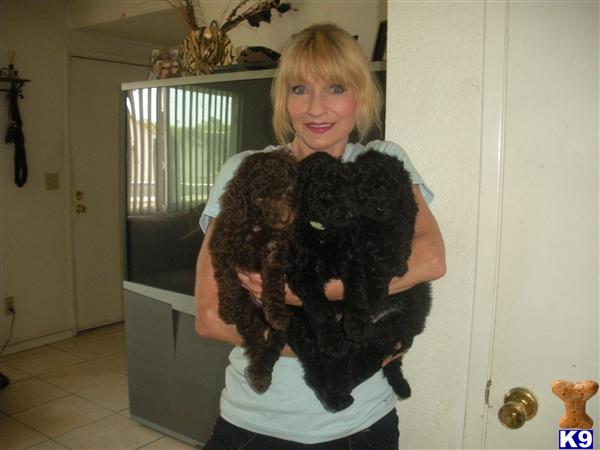 Poodle Puppies