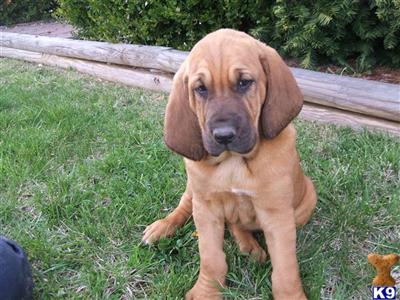 Bloodhound Puppies for Sale