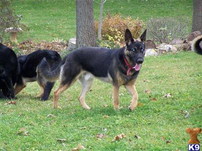 Dogs for Sale in OH