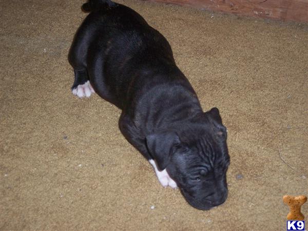 Puppies in Fresno
