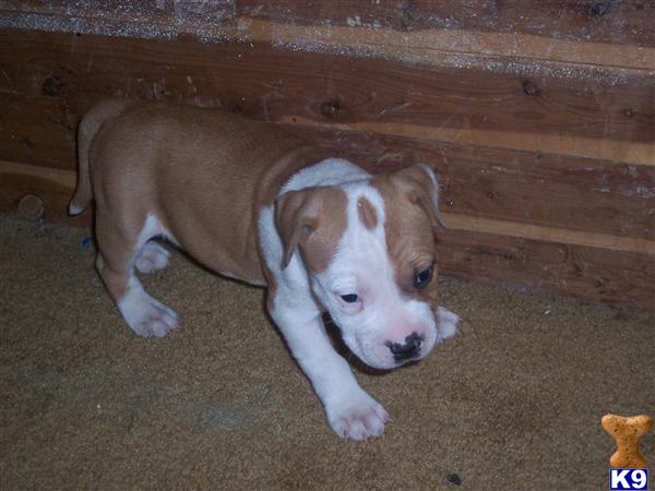 Puppies in Fresno