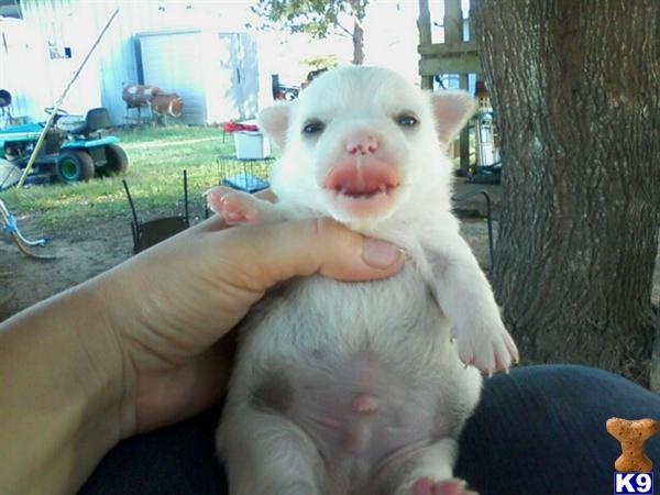 Chihuahua Puppies in TX