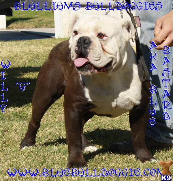 Stud Dogs - Old English Bulldog