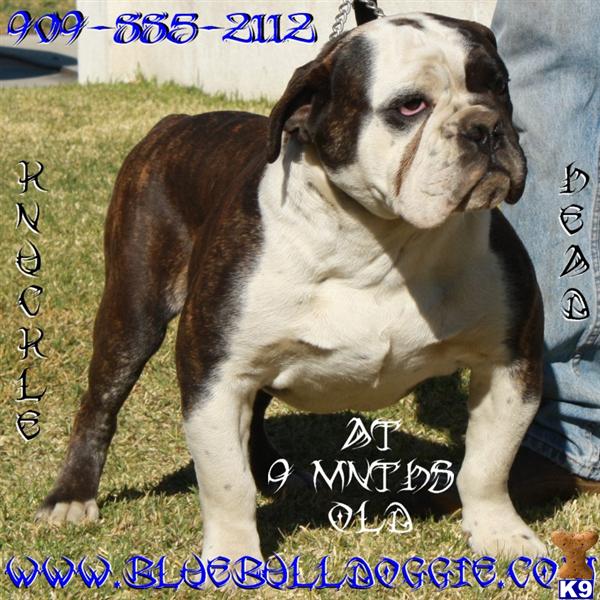 Stud Dogs - Old English Bulldog