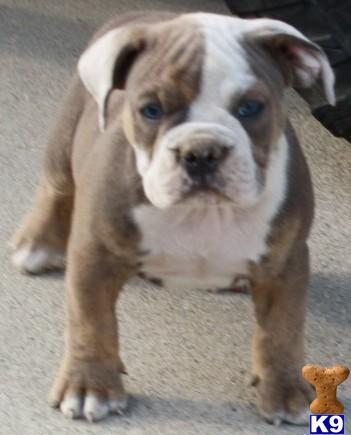 Old English Bulldog Puppies