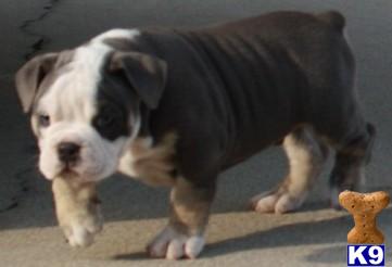 Old English Bulldog Puppies