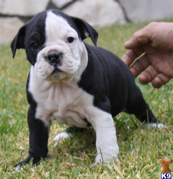 Old English Bulldog Puppies