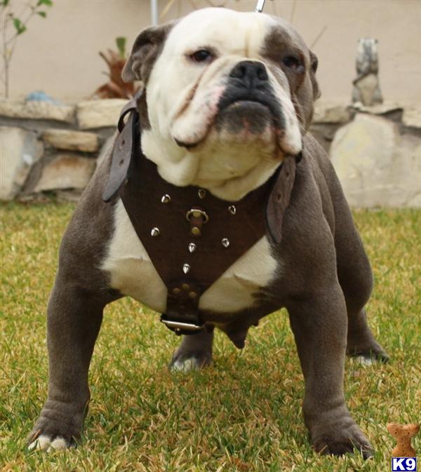 Old English Bulldog Puppies