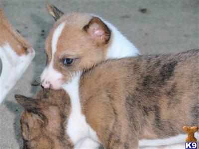 Basenji Puppies in TX