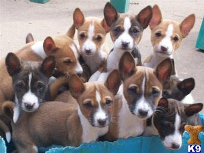 Basenji Puppies for Sale