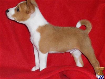 Basenji Puppies for Sale