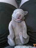 Weimaraner