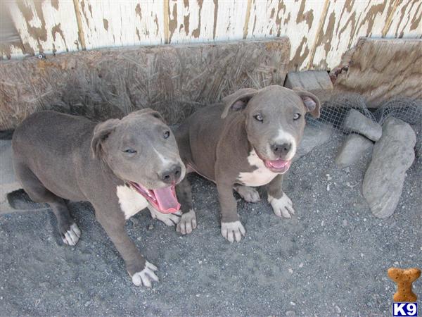 Puppies in Oak hills