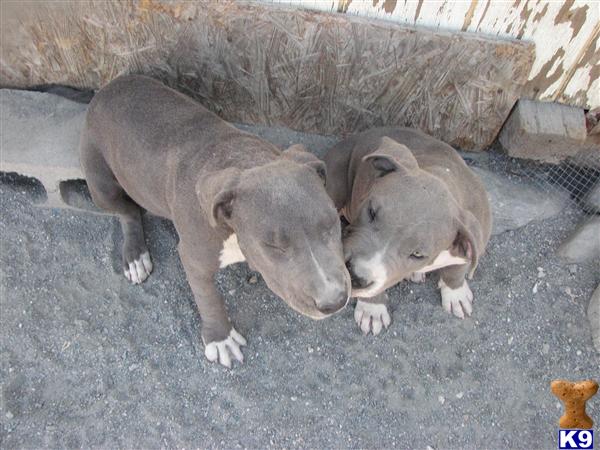 Puppies in Oak hills