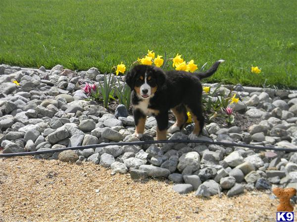 Puppies in Vacaville