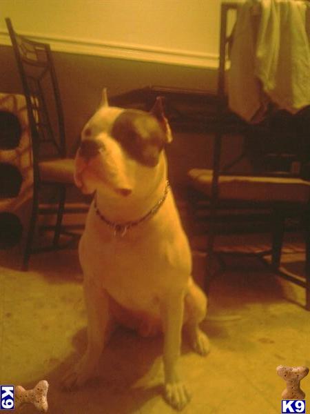 Stud Dogs in CT