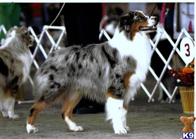 Puppies in Warner robins