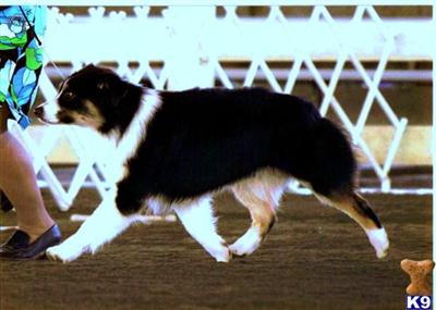 Puppies in Warner robins