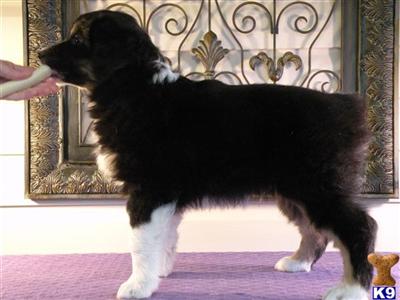 Puppies in Warner robins