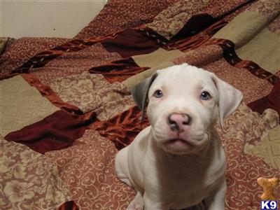 Puppies in AZ