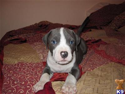 Puppies in AZ