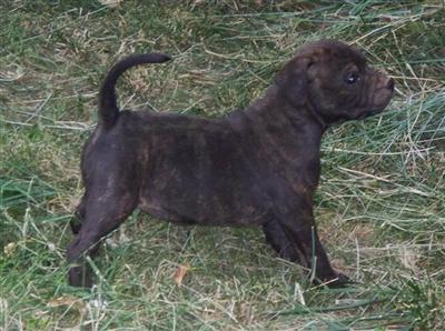 Staffordshire Bull Terrier Puppies for Sale
