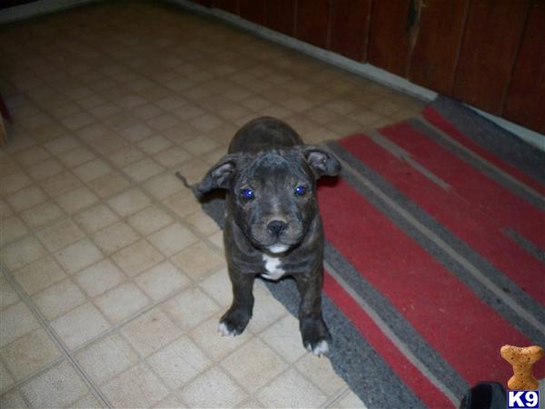 Puppies in NM
